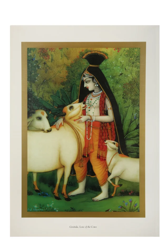 Govinda, Love Of The Cows